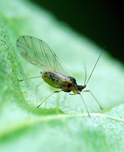 recognize green peach aphid