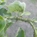 herkennen luizen op appelboom