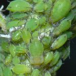 recognize green apple aphids