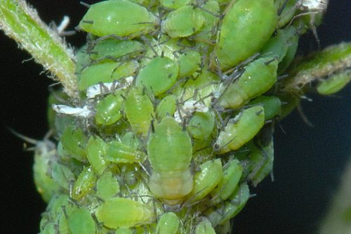 recognize green apple aphids