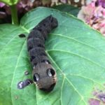 recognize caterpillar Elephant hawk-moth