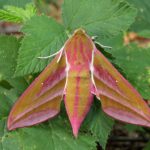 recognize Elephant hawk-moth