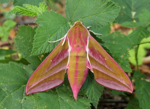 recognize Elephant hawk-moth