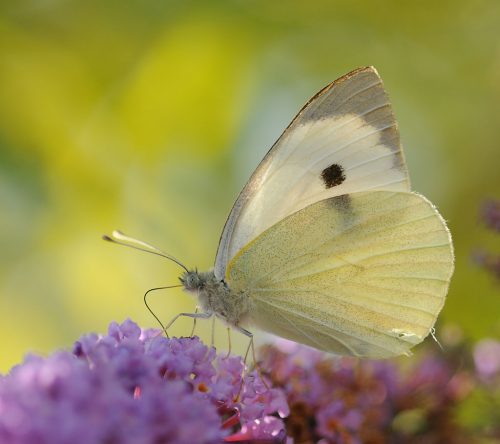 recognize butterfly species
