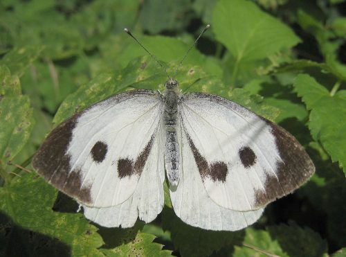 recognize Large White