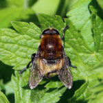 recognize the Narcissus bulb fly