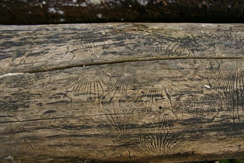 recognize tracks pattern of Birch bark beetles
