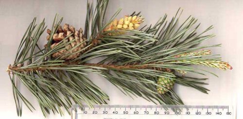 Pinus sylvestris herkennen