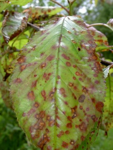 recognize Shot hole disease of cherry trees