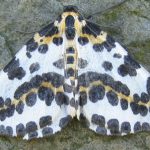 recognize The Magpie, magpie moth