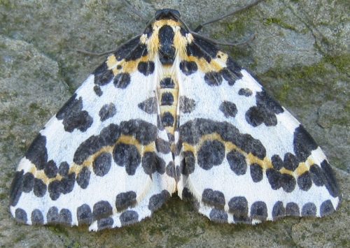 recognize The Magpie, magpie moth