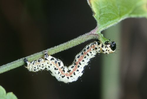 herkennen rups van de harlekijnvlinder