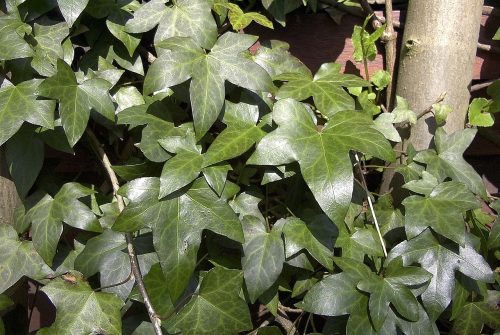 recognize hedera