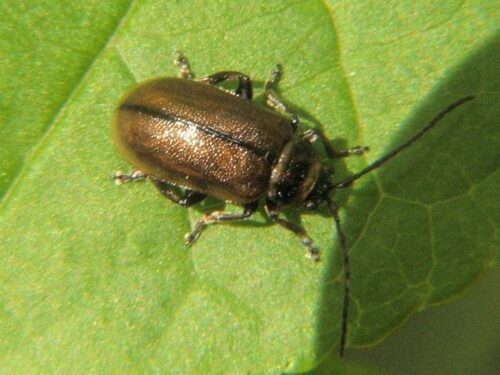 recognize heather beetle, recognize leaf beetles
