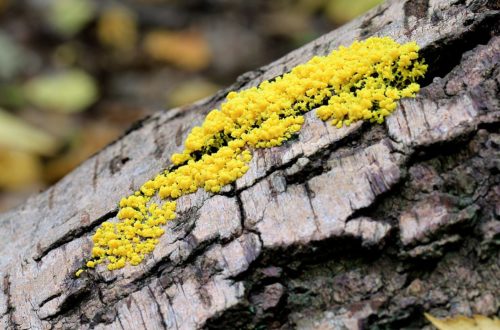 Slijmzwam heksenboter op dood hout