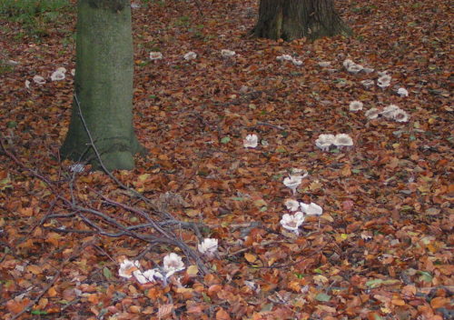 recognize fairy ring