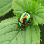 recognize Dead-nettle leaf beetle (Chrysolina fastuosa)