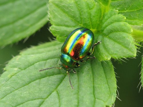 recognize Dead-nettle leaf beetle (Chrysolina fastuosa)