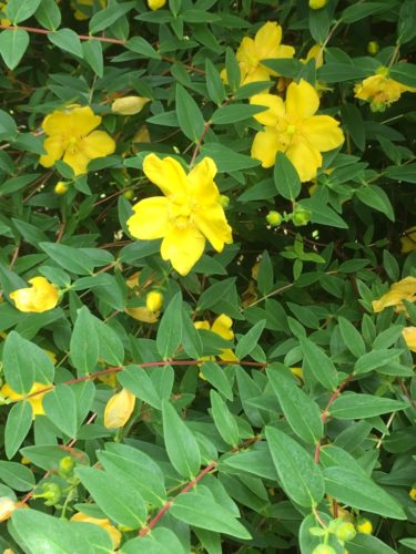 recognize St John’s wort ‘Hidcote’