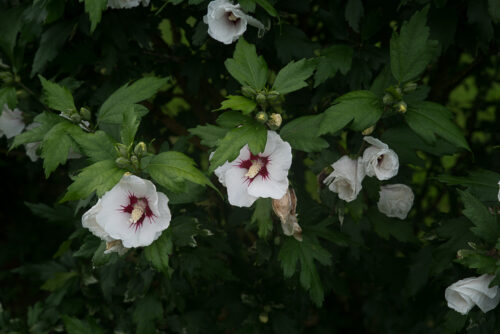 recognize hibiscus syriacus: garden hibiscus