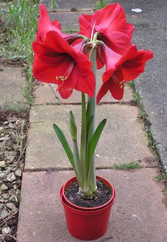 recognize Hippeastrum