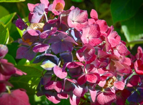 recognize umbel of a hydrangea