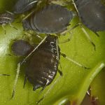 recognize holly aphid