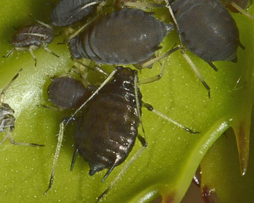 recognize holly aphid