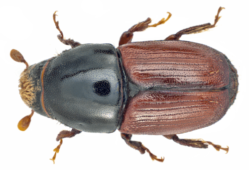 recognize elm bark beetle