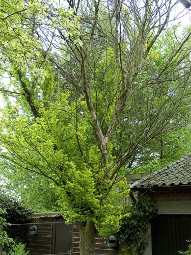 recognize golden elm affected by Dutch elm disease