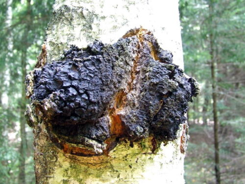 recognize chaga