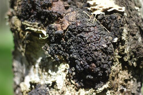 recognize chaga