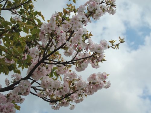 recognize flowers japanese cherry