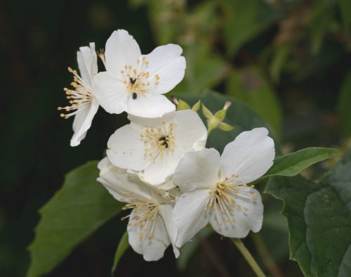 recognize Philadelphus