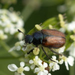 recognize garden chafer