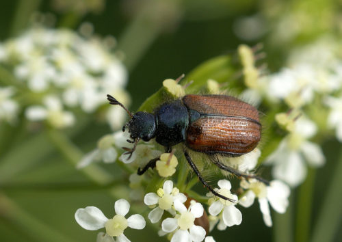 recognize garden chafer