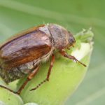 recognize summer chafer