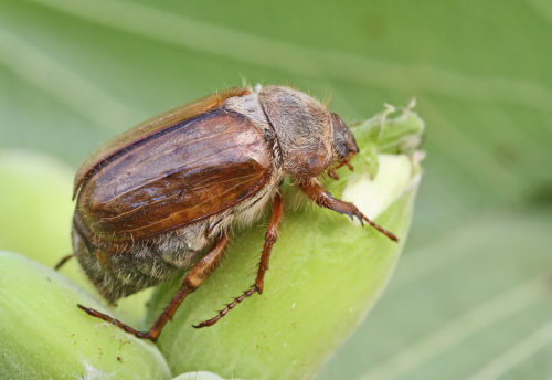 recognize summer chafer