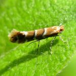 recognize Horse chestnut leafminer