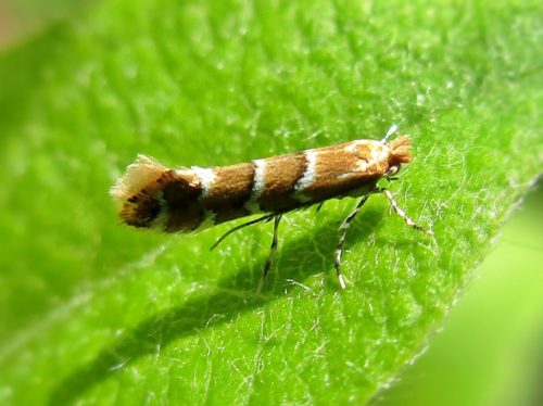 recognize Horse chestnut leafminer