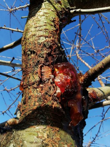 herkennen gomziekte kersenboom