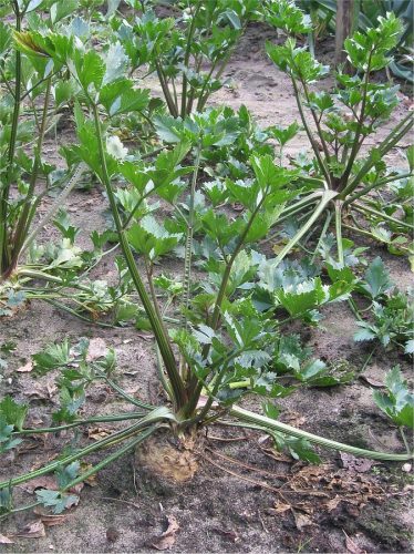 recognize Celeriac