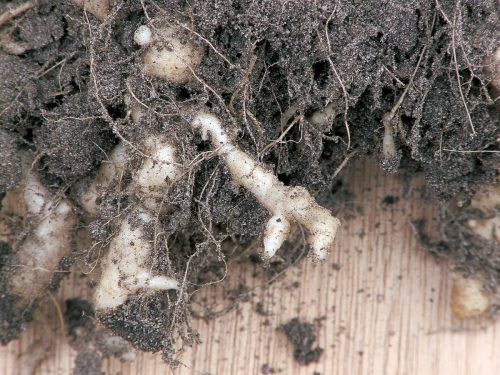 reocgnize clubroot