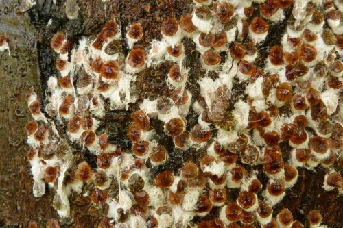 recognize the Horse chestnut scale