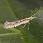 Recognize diamondback moth