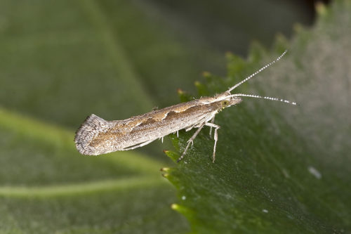 Recognize diamondback moth