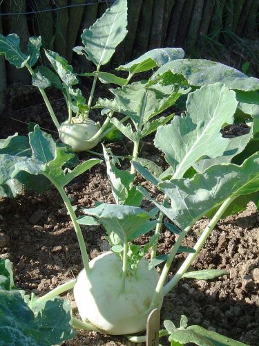 recognize kohlrabi