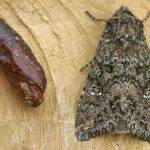 recognize cabbage moth and pupa