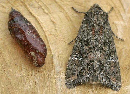 recognize cabbage moth and pupa