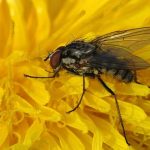 recognize cabbage root fly